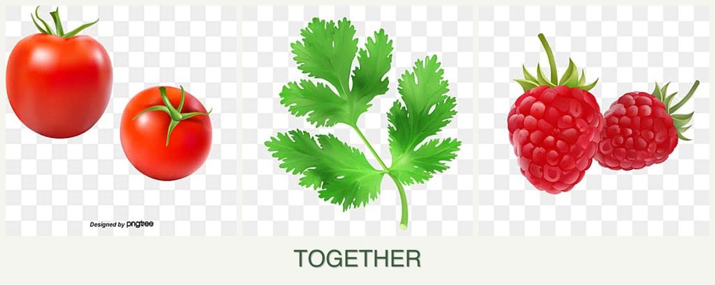 Can you plant tomatoes, parsley and raspberries together?