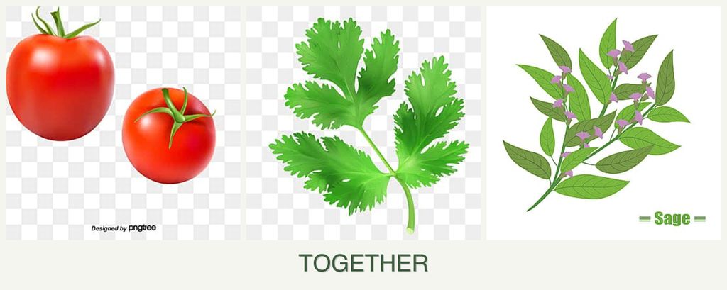 Can you plant tomatoes, parsley and sage together?