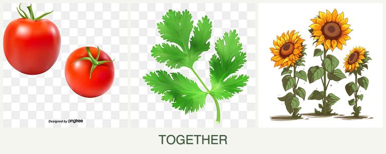 Can you plant tomatoes, parsley and sunflowers together?