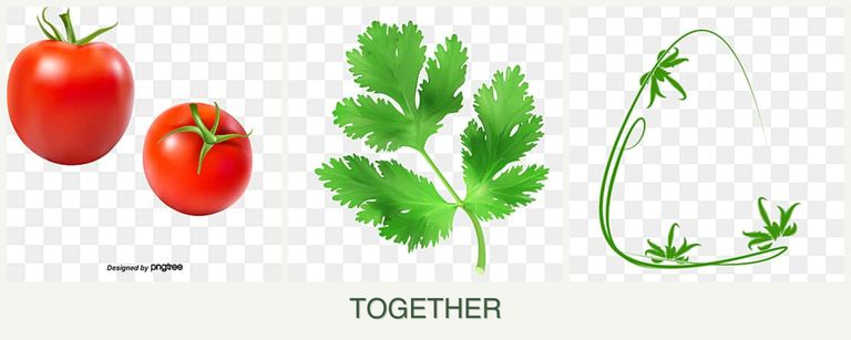 Can you plant tomatoes, parsley and tarragon together?