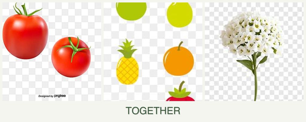 Can you plant tomatoes, pears and alyssum together?