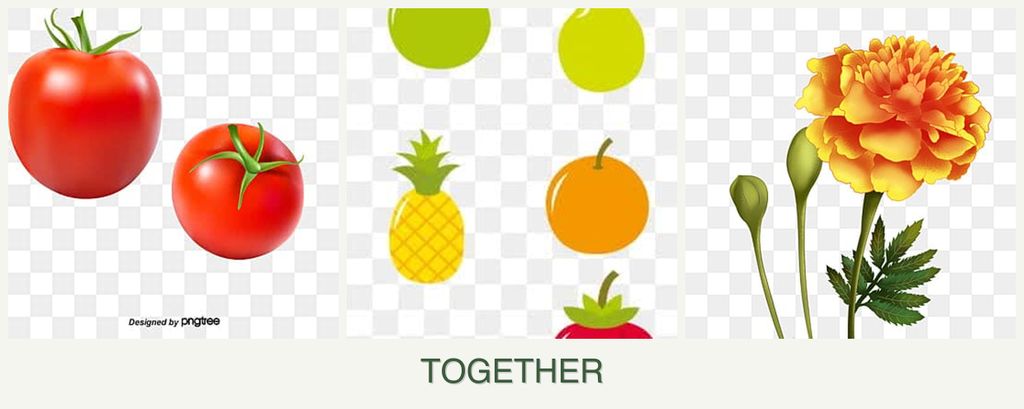 Can you plant tomatoes, pears and marigolds together?
