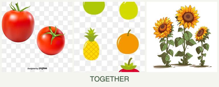 Can you plant tomatoes, pears and sunflowers together?
