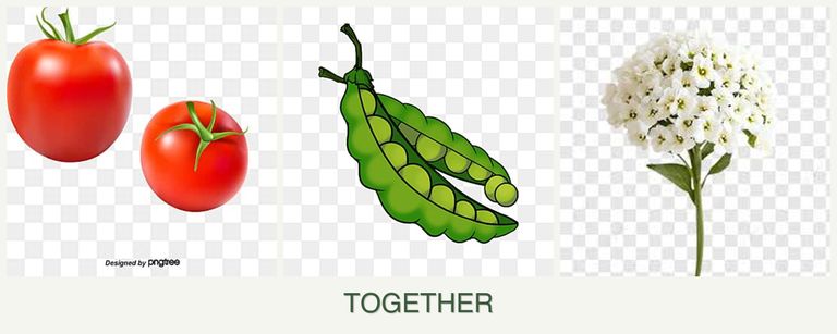 Can you plant tomatoes, peas and alyssum together?
