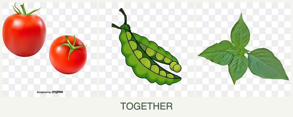 Can you plant tomatoes, peas and basil together?