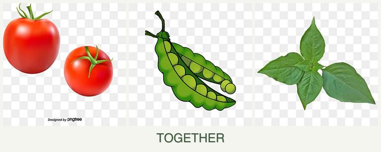 Can you plant tomatoes, peas and basil together?
