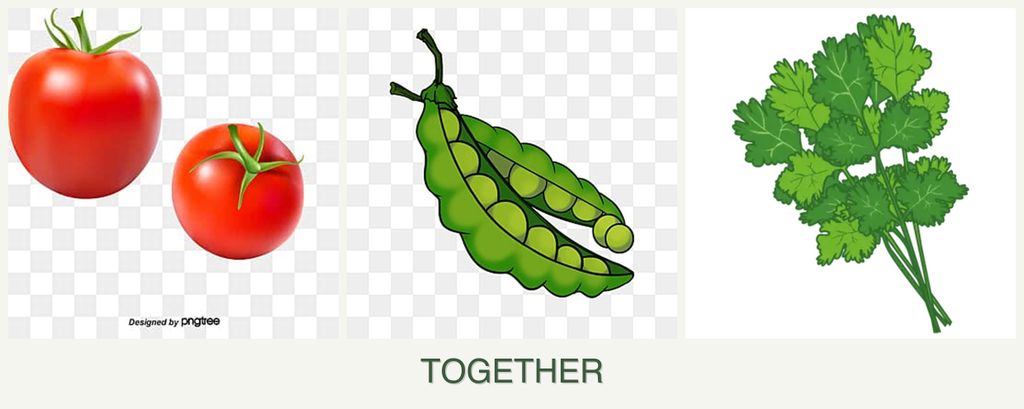 Can you plant tomatoes, peas and cilantro together?