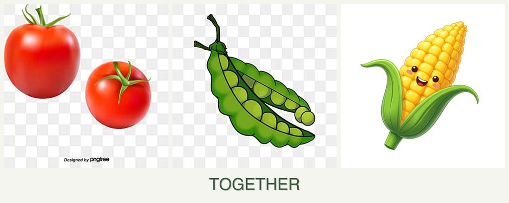 Can you plant tomatoes, peas and corn together?