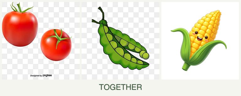 Can you plant tomatoes, peas and corn together?