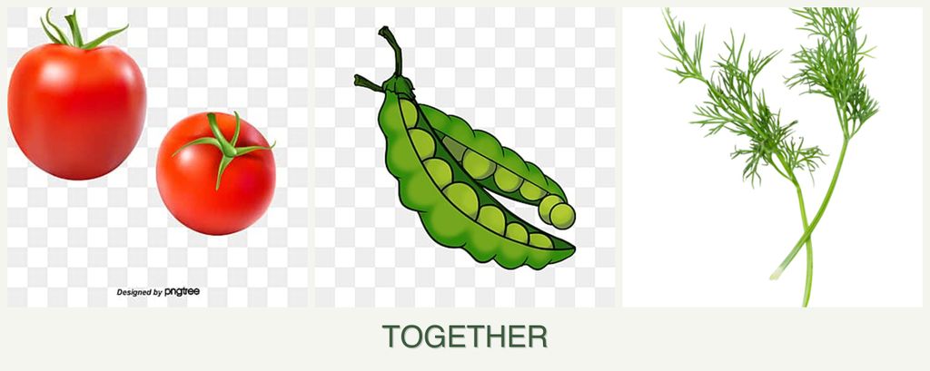 Can you plant tomatoes, peas and dill together?