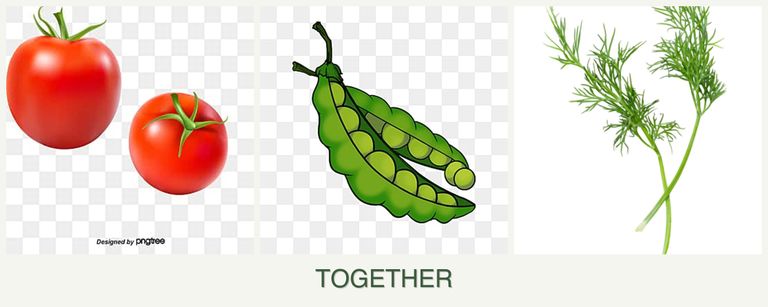 Can you plant tomatoes, peas and dill together?