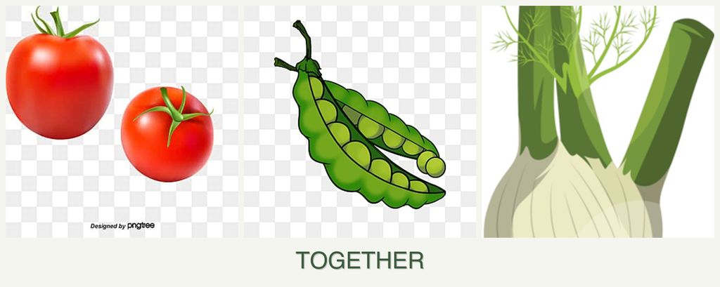 Can you plant tomatoes, peas and fennel together?