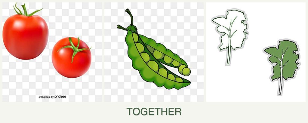 Can you plant tomatoes, peas and kale together?