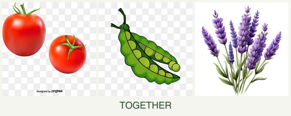 Can you plant tomatoes, peas and lavender together?