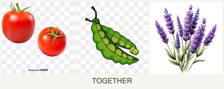 Can you plant tomatoes, peas and lavender together?