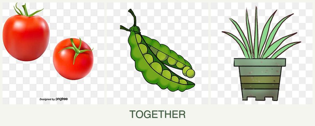 Can you plant tomatoes, peas and lemongrass together?