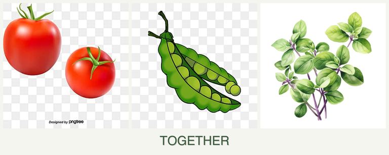 Can you plant tomatoes, peas and oregano together?