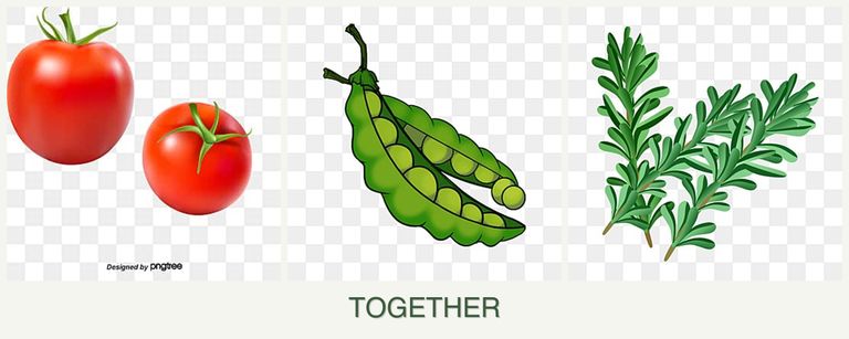 Can you plant tomatoes, peas and rosemary together?