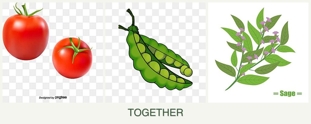 Can you plant tomatoes, peas and sage together?