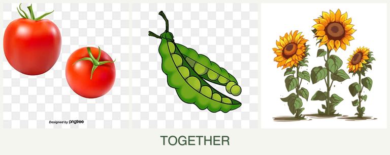 Can you plant tomatoes, peas and sunflowers together?