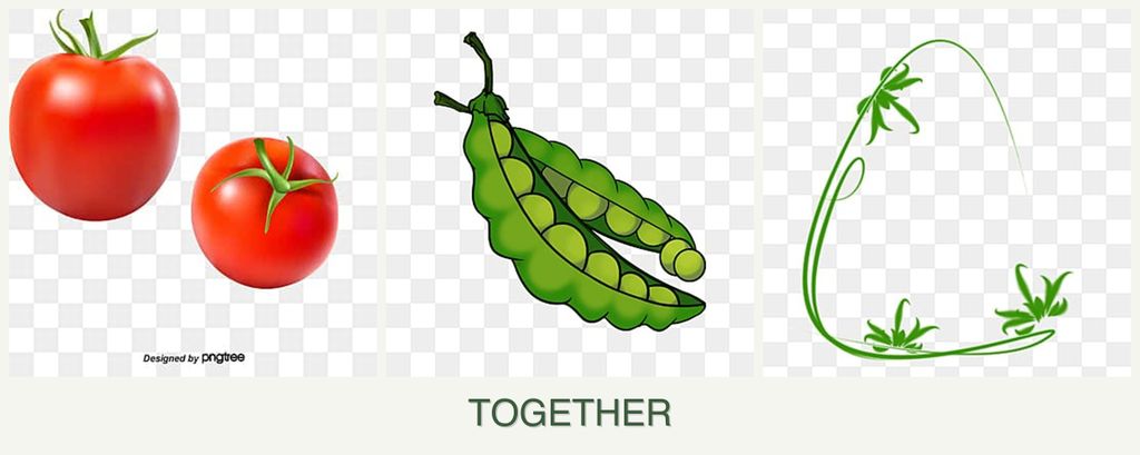 Can you plant tomatoes, peas and tarragon together?