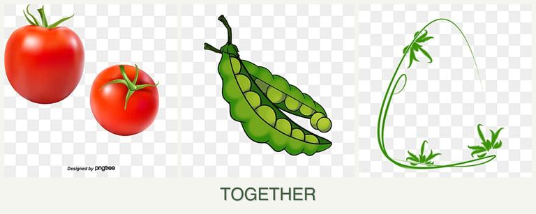 Can you plant tomatoes, peas and tarragon together?