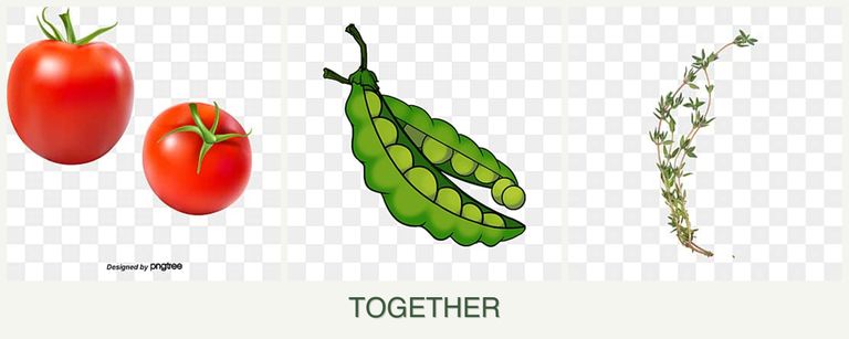 Can you plant tomatoes, peas and thyme together?
