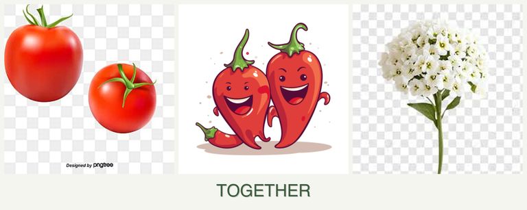 Can you plant tomatoes, peppers and alyssum together?