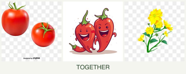 Can you plant tomatoes, peppers and calendula together?
