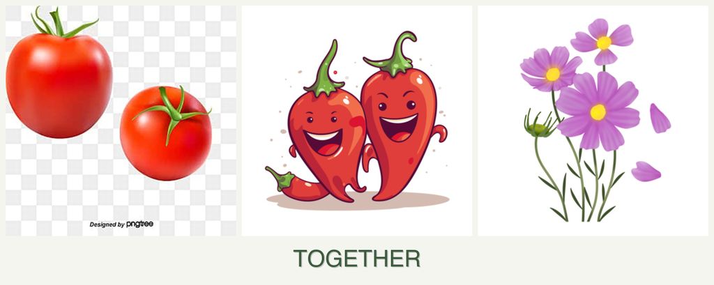 Can you plant tomatoes, peppers and cosmos together?