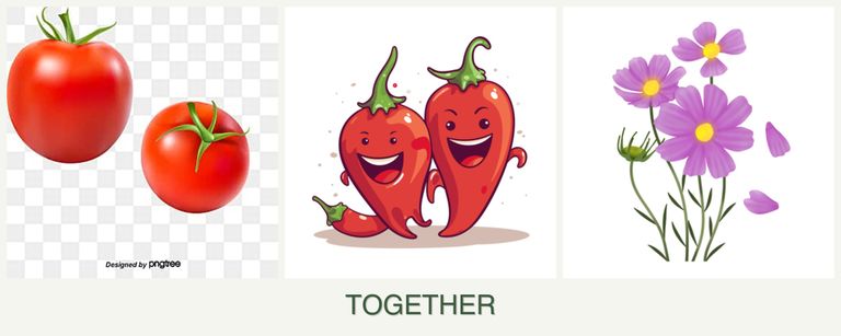 Can you plant tomatoes, peppers and cosmos together?