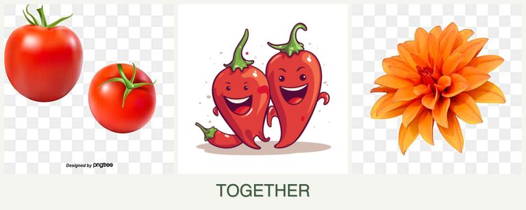 Can you plant tomatoes, peppers and dahlias together?