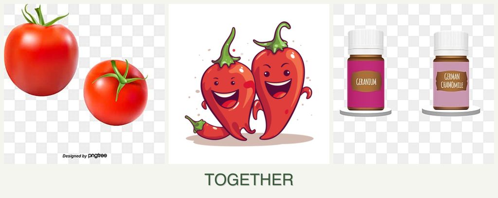 Can you plant tomatoes, peppers and geraniums together?