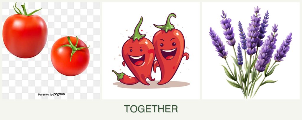 Can you plant tomatoes, peppers and lavender together?