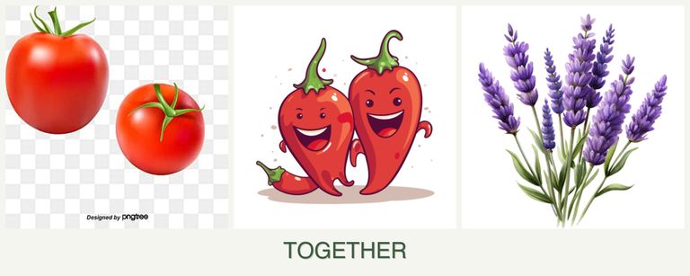 Can you plant tomatoes, peppers and lavender together?