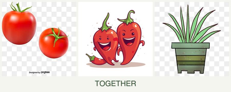 Can you plant tomatoes, peppers and lemongrass together?
