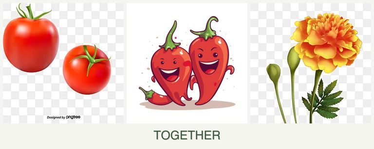 Can you plant tomatoes, peppers and marigolds together?