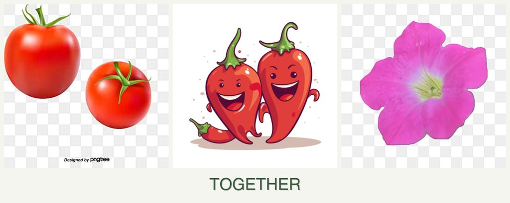 Can you plant tomatoes, peppers and petunias together?