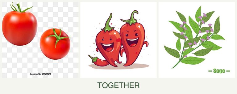 Can you plant tomatoes, peppers and sage together?