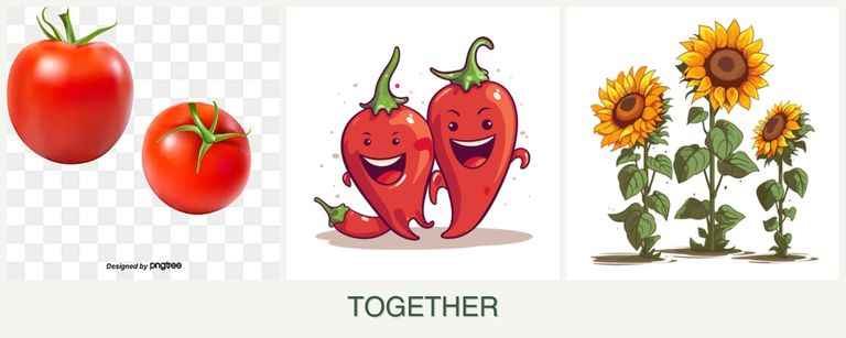 Can you plant tomatoes, peppers and sunflowers together?