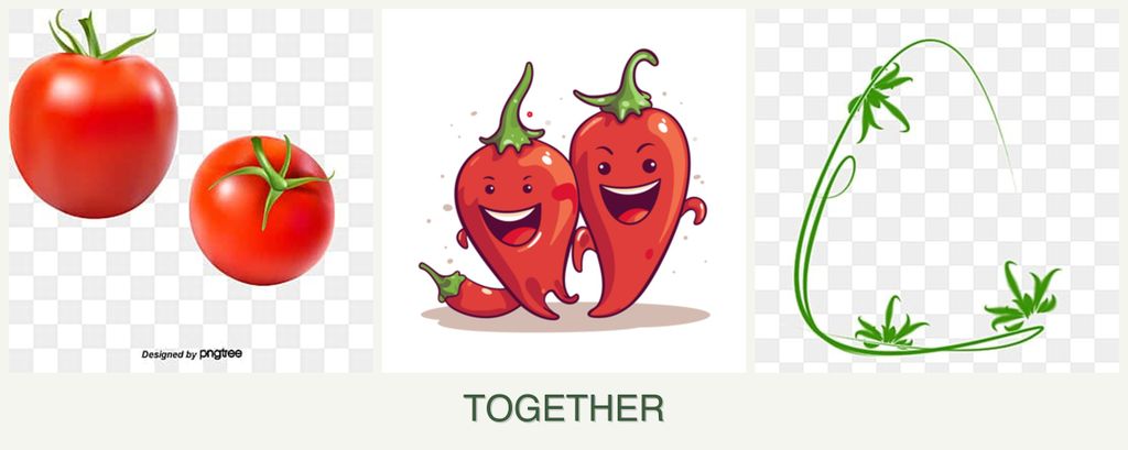 Can you plant tomatoes, peppers and tarragon together?