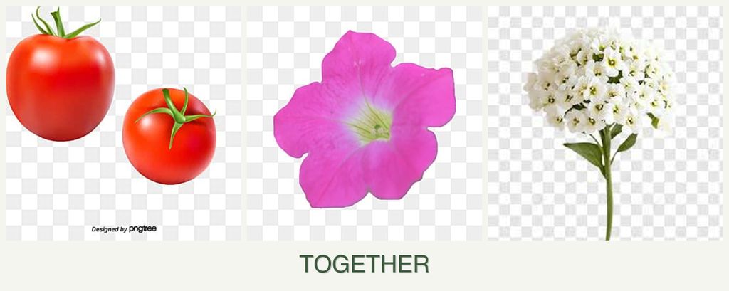 Can you plant tomatoes, petunias and alyssum together?