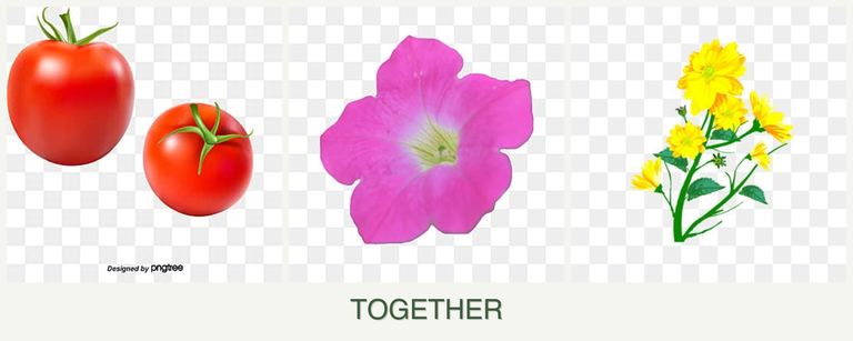 Can you plant tomatoes, petunias and calendula together?