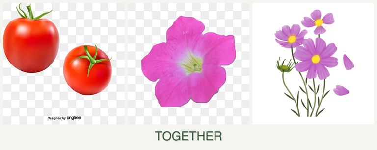 Can you plant tomatoes, petunias and cosmos together?