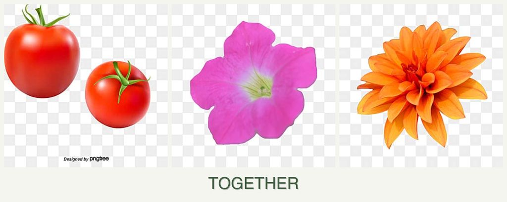 Can you plant tomatoes, petunias and dahlias together?
