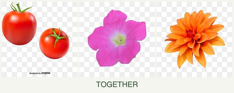 Can you plant tomatoes, petunias and dahlias together?