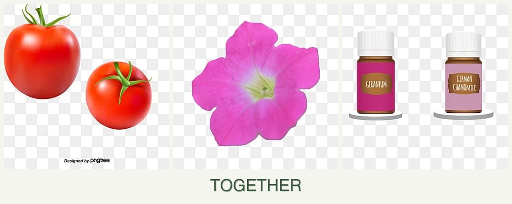 Can you plant tomatoes, petunias and geraniums together?