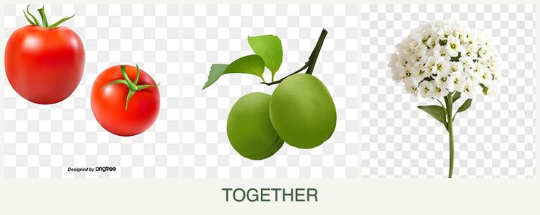 Can you plant tomatoes, plums and alyssum together?
