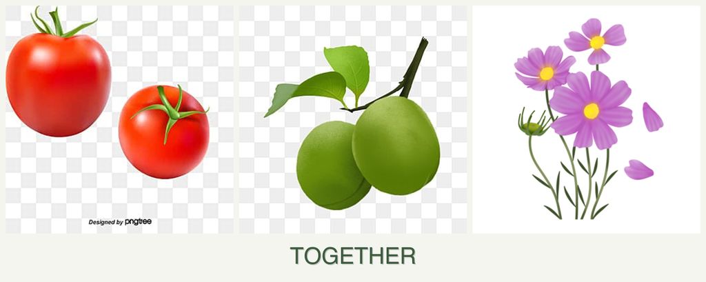 Can you plant tomatoes, plums and cosmos together?