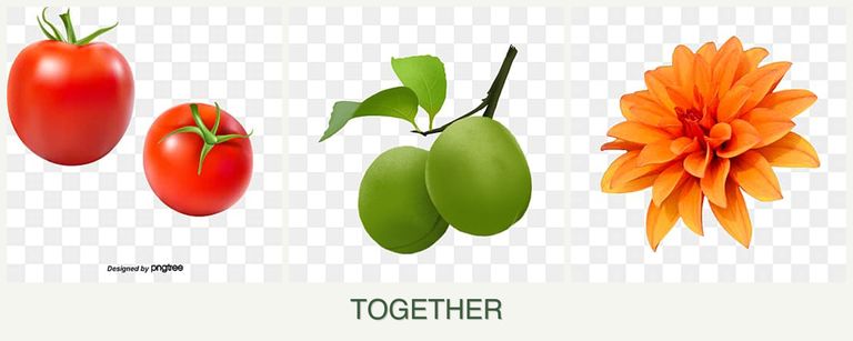 Can you plant tomatoes, plums and dahlias together?